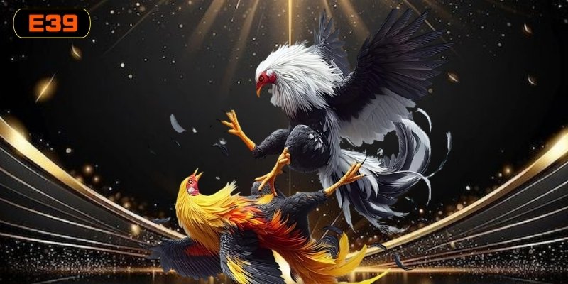 Các thế đá gà đòn độc thường xuất hiện trong trận đấu Các thế đá gà đòn độc thường xuất hiện trong trận đấu