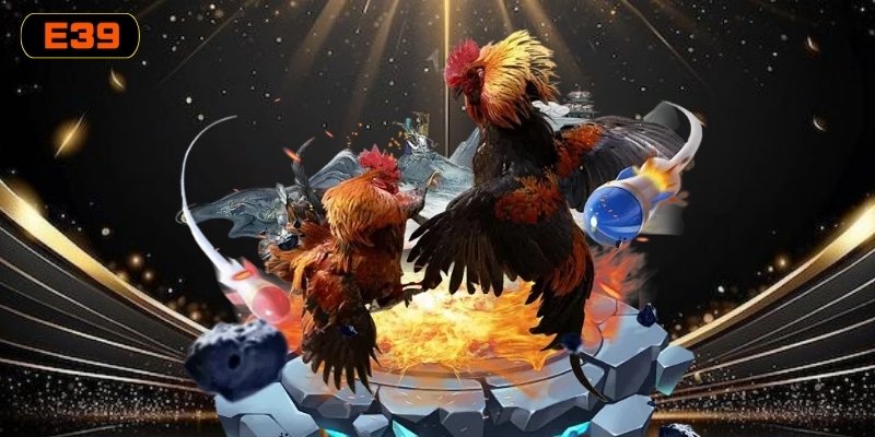 Yếu tố tác động đến việc chiến kê tung thế đá Yếu tố tác động đến việc chiến kê tung thế đá